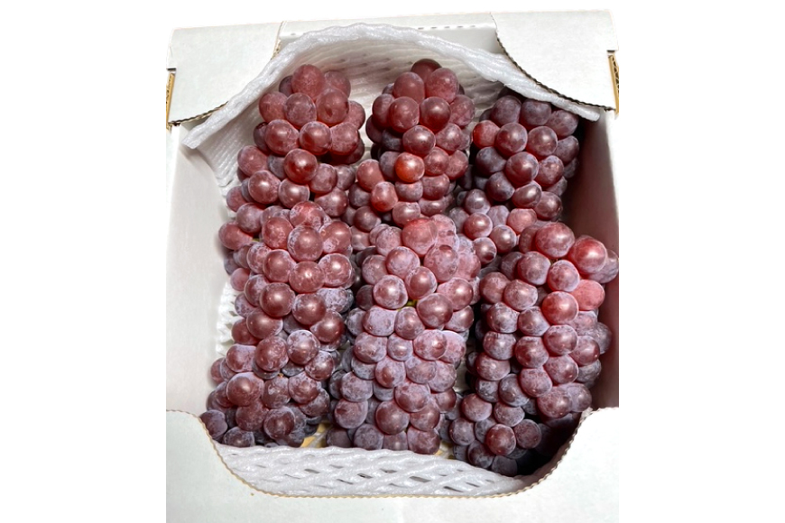 【期間限定発送】 デラウェア 秀品 5〜8房 約 1kg [治右衛門果樹園 山形県 高畠町 tk06ays830010] ぶどう 種無し ブドウ 葡萄 くだもの 果物 フルーツ 産地直送 農家直送 期間限定 甘い