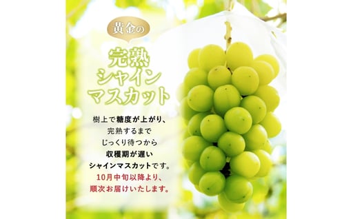 【期間限定発送】 シャインマスカット Aランク 6〜9房 4.8kg [田制農園 山形県 高畠町 tk06ayt230004] ぶどう ブドウ 葡萄 マスカット フルーツ 果物 くだもの 産地直送 農家直送