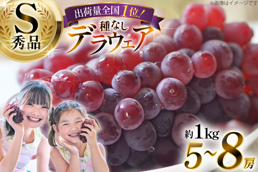 【期間限定発送】 デラウェア 秀品 5〜8房 約 1kg [治右衛門果樹園 山形県 高畠町 tk06ays830010] ぶどう 種無し ブドウ 葡萄 くだもの 果物 フルーツ 産地直送 農家直送 期間限定 甘い