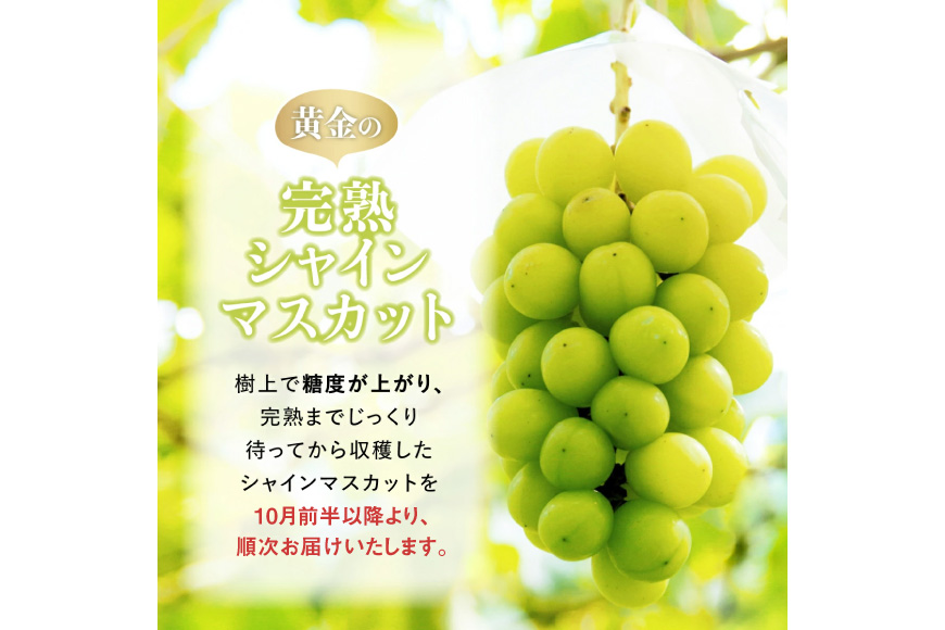 【期間限定発送】 訳あり シャインマスカット 2〜3房 1.6kg [田制農園 山形県 高畠町 tk06ayt230010] ぶどう ブドウ 葡萄 マスカット フルーツ 果物 くだもの 産地直送 農家直送