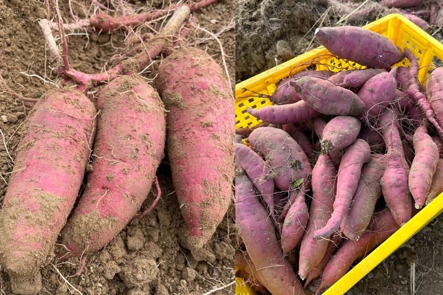 【期間限定発送】 さつまいも 2種 紅はるか シルクスイート 詰め合わせ 約1kg (4〜6本) [農家の店しゃんくすろーど 山形県 高畠町 tk06bcz250002] 芋 サツマイモ いも 野菜 やさい セット