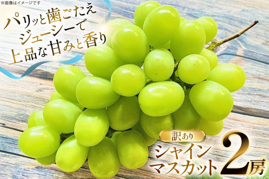 【期間限定発送】 シャインマスカット 訳あり 2房 1.1kg [もん前の里 山形県 高畠町 tk06ays960000] フルーツ 果物 くだもの ぶどう ブドウ 葡萄 1.1キロ 甘い