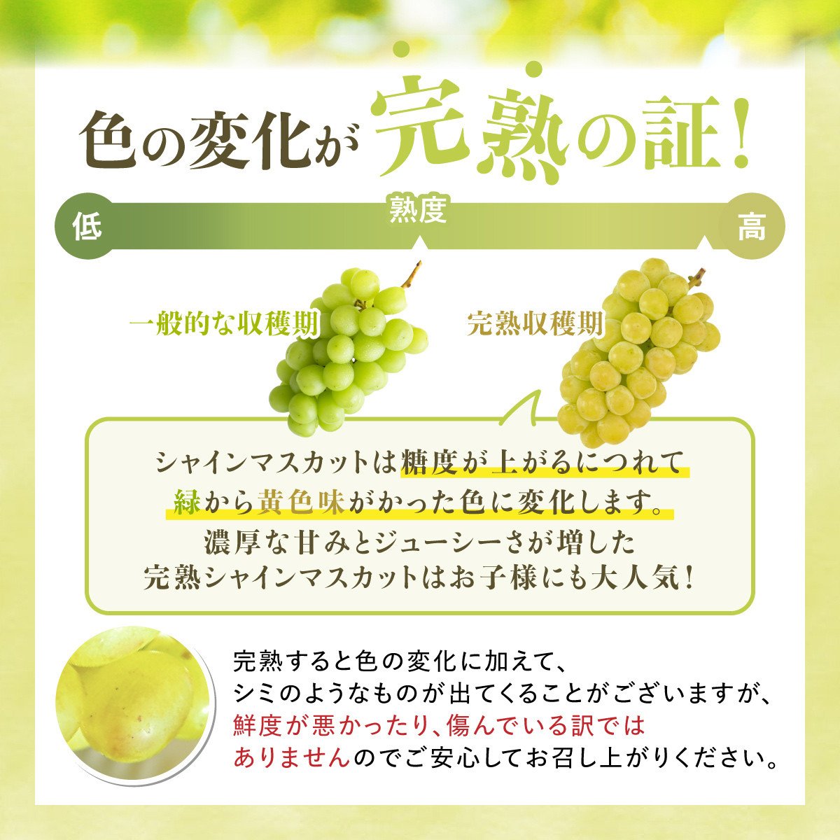 【期間限定発送】 シャインマスカット Aランク 4～6房 3.2kg [田制農園 山形県 高畠町 tk06ayt230003] ぶどう ブドウ 葡萄 マスカット フルーツ 果物 くだもの 産地直送 農家直送