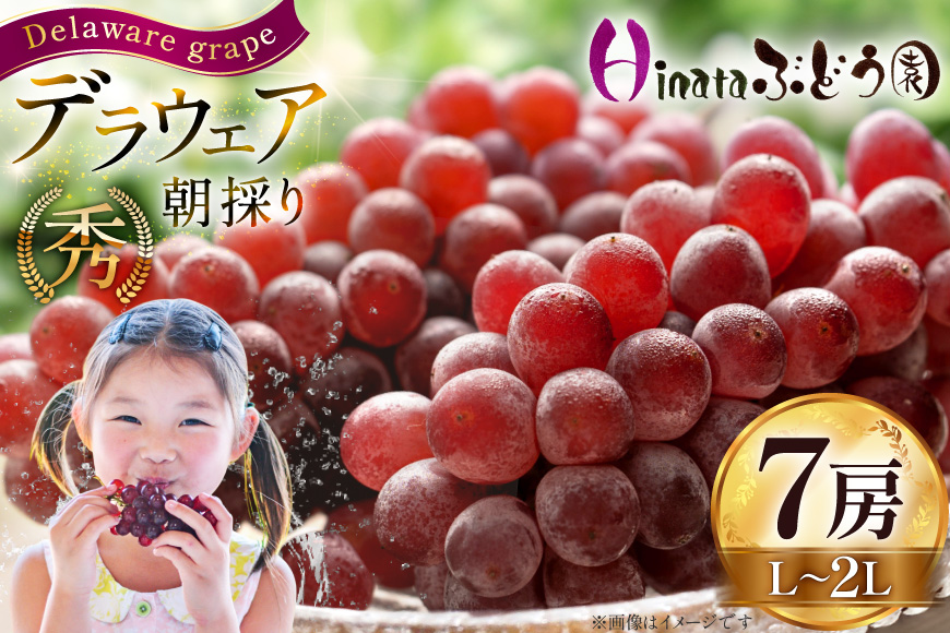 【期間限定発送】 ぶどう 朝採り デラウェア 秀 L～2L 7房 約 1kg [Ｈinataぶどう園 山形県 高畠町 tk06ayt190008] 種なし ブドウ 葡萄 くだもの 果物 フルーツ 産地直送 農家直送 果実 デザート 甘い 期間限定 数量限定 小粒 冷蔵