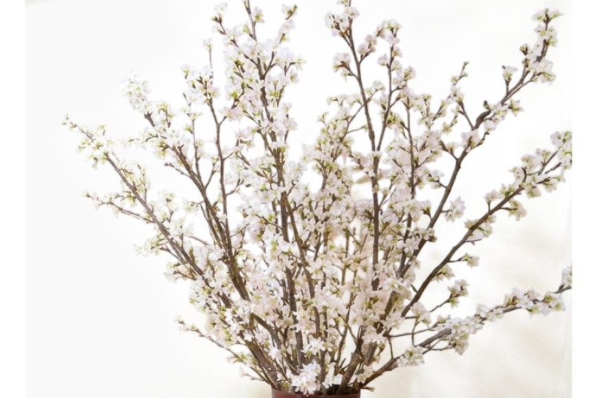 【期間限定発送】 桜 啓翁桜 10本 [長澤農園 山形県 高畠町 tk06bis330003] さくら SAKURA 春 早咲き