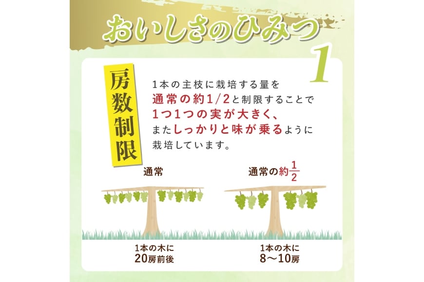 【期間限定発送】 シャインマスカット Aランク 2～3房1.6kg [田制農園 山形県 高畠町 tk06ayt230005] ぶどう ブドウ 葡萄 マスカット フルーツ 果物 くだもの 産地直送 農家直送