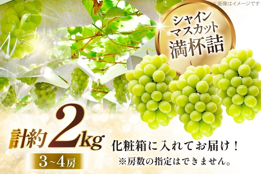 【期間限定発送】 シャインマスカット 3〜4房 満杯詰め 約2kg [本田農園 山形県 高畠町 tk06ays820002] ぶどう ブドウ 葡萄 マスカット 大粒 粒 つぶ ツブ 種なし 果物 くだもの フルーツ 2キロ 箱入り