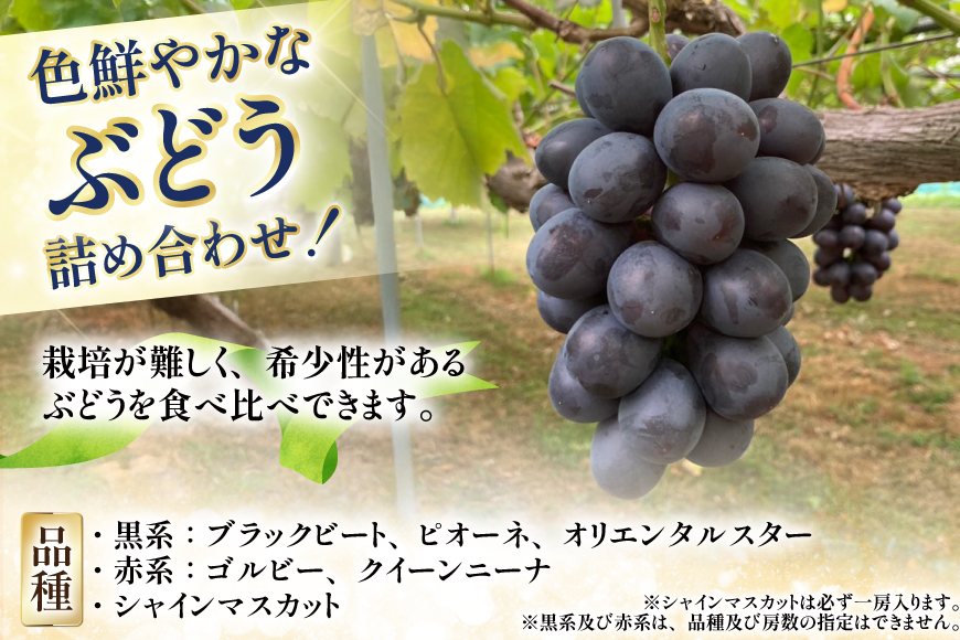 【期間限定発送】 ぶどう 詰め合わせ 3〜4房 約1.8kg [井上農園 山形県 高畠町 tk06box920001] ぶどう ブドウ 葡萄 大粒 ブラックビート ピオーネ オリエンタルスター ゴルビー クイーンニーナ シャインマスカット くだもの 果物 フルーツ セット デザート 詰合せ