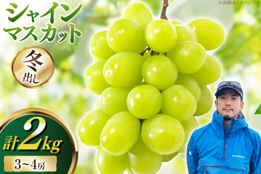 【期間限定発送】 シャインマスカット 冬出し 3〜4房 約2kg [井上農園 山形県 高畠町 tk06box920000] ぶどう ブドウ 葡萄 マスカット フルーツ 果物 くだもの 産地直送 農家直送 果実 デザート シャイン