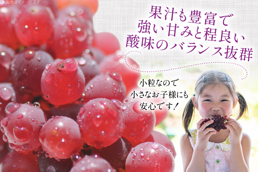 【期間限定発送】 家庭用 訳あり デラウェア 8〜12房 約1kg [いわた果樹園 山形県 高畠町 tk06ayt400006] ぶどう 種無し ブドウ 葡萄 くだもの 果物 フルーツ 産地直送 農家直送 期間限定