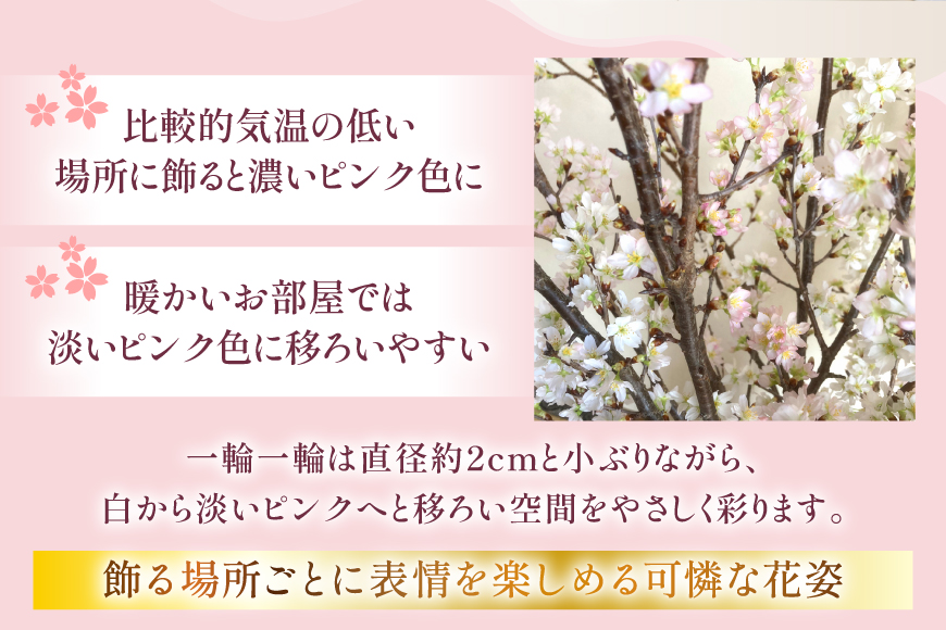 【期間限定発送】 桜 啓翁桜 10本 [長澤農園 山形県 高畠町 tk06bis330003] さくら SAKURA 春 早咲き