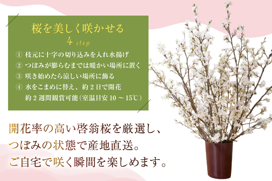 【期間限定発送】 桜 啓翁桜 10本 [長澤農園 山形県 高畠町 tk06bis330003] さくら SAKURA 春 早咲き