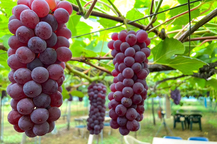 100% ぶどう ジュース 1L 6本 セット [まほろばかじゅ園 山形県 高畠町 tk06bim610000] 葡萄 ブドウ 飲み物 飲料 農家直送 産地直送 デラウェア 果汁 果実 果物 くだもの フルーツ