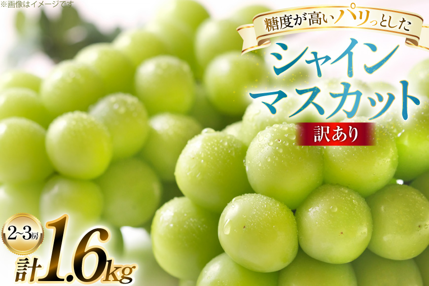【期間限定発送】 訳あり シャインマスカット 2〜3房 1.6kg [田制農園 山形県 高畠町 tk06ayt230010] ぶどう ブドウ 葡萄 マスカット フルーツ 果物 くだもの 産地直送 農家直送