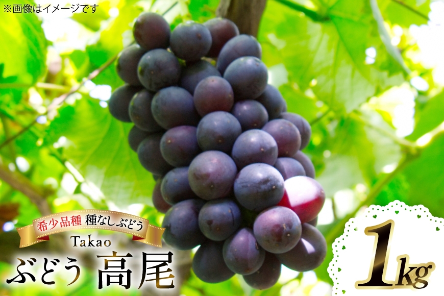 【期間限定発送】 ぶどう 高尾 1kg [大野農園 山形県 高畠町 tk06ayt050002] ブドウ 葡萄 大粒 果物 フルーツ くだもの