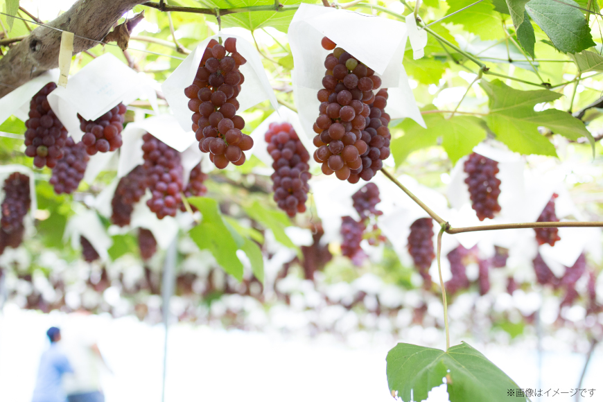 【期間限定発送】 ぶどう デラウェア 約9〜16房 約2kg [齋藤ファーム 山形県 高畠町 tk06bnv890000] 種無し ブドウ 葡萄 くだもの 果物 フルーツ 産地直送 農家直送 果実 デザート 甘い