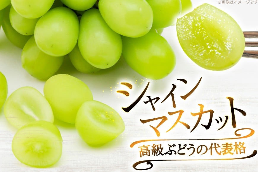 【2026年発送】 シャインマスカット 訳あり 2〜3房 約1.2kg [治右衛門果樹園 山形県 高畠町 tk06ays830003] 箱詰め フルーツ 果物 くだもの ぶどう ブドウ 葡萄 1.2キロ 甘い
