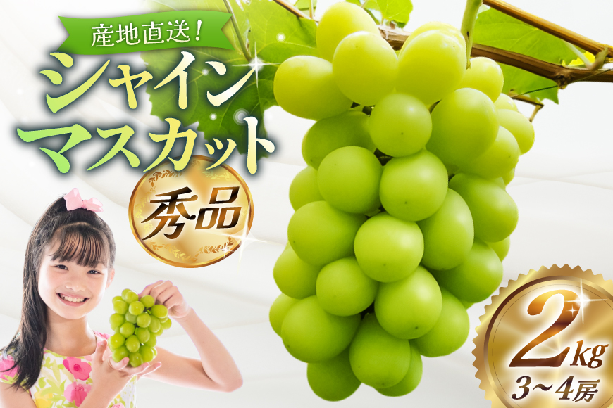【期間限定発送】【2026年発送】 シャインマスカット 秀品 約2kg (約3〜4房) [齋藤農園 山形県 高畠町 tk06bgt070000] ぶどう ブドウ 葡萄 マスカット フルーツ 果物 くだもの 産地直送 農家直送 冷蔵 果実