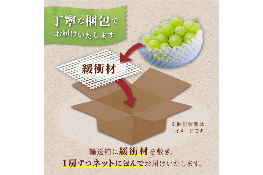 【期間限定発送】 訳あり シャインマスカット 2〜3房 1.6kg [田制農園 山形県 高畠町 tk06ayt230010] ぶどう ブドウ 葡萄 マスカット フルーツ 果物 くだもの 産地直送 農家直送
