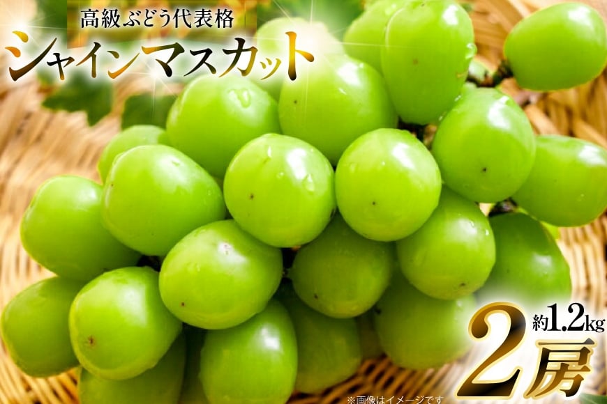 【期間限定発送】 シャインマスカット 2房 約1.2kg [治右衛門果樹園 山形県 高畠町 tk06ays830004] 箱詰め フルーツ 果物 くだもの ぶどう ブドウ 葡萄 1.2キロ 甘い