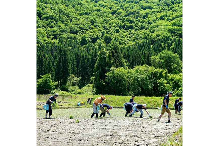日本酒 米鶴 純米大吟醸 天に舞う鶴の輝き 720ml 1本 [米鶴酒造 山形県 高畠町 tk06ays710003] 酒 4合瓶 さけ