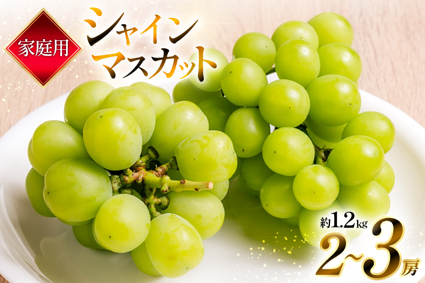 【期間限定発送】 家庭用 訳あり シャインマスカット 2〜3房 約1.2kg [いわた果樹園 山形県 高畠町 tk06ayt400007] ぶどう ブドウ 葡萄 フルーツ 果物 くだもの 甘い シャイン マスカット