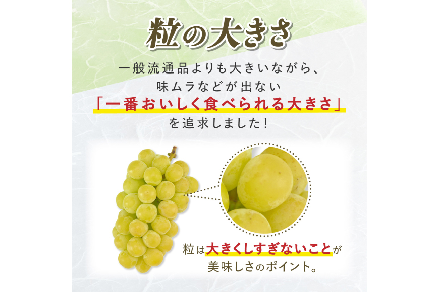 【期間限定発送】 訳あり シャインマスカット 2〜3房 1.6kg [田制農園 山形県 高畠町 tk06ayt230010] ぶどう ブドウ 葡萄 マスカット フルーツ 果物 くだもの 産地直送 農家直送