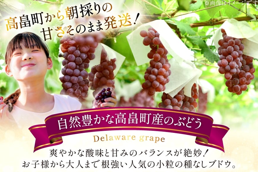 【期間限定発送】 ぶどう 朝採り デラウェア 秀 L～2L 7房 約 1kg [Ｈinataぶどう園 山形県 高畠町 tk06ayt190008] 種なし ブドウ 葡萄 くだもの 果物 フルーツ 産地直送 農家直送 果実 デザート 甘い 期間限定 数量限定 小粒 冷蔵