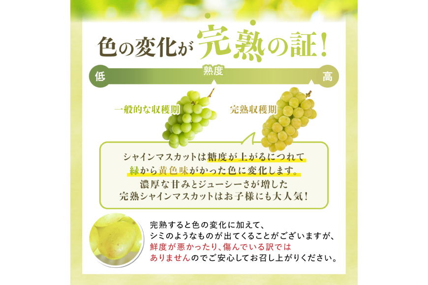 【期間限定発送】 訳あり シャインマスカット 2房 1.2kg [田制農園 山形県 高畠町 tk06ayt230011] ぶどう ブドウ 葡萄 マスカット フルーツ 果物 くだもの 産地直送 農家直送