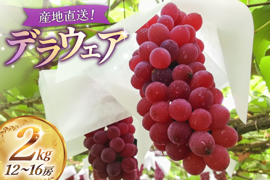 【期間限定発送】【2026年発送】 デラウェア 約2kg (約12〜16房) [齋藤農園 山形県 高畠町 tk06bgt070001] ぶどう 種無し ブドウ 葡萄 くだもの 果物 フルーツ 産地直送 農家直送