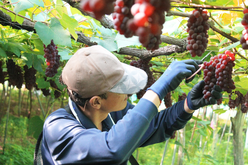 【期間限定発送】 ぶどう 朝採り デラウェア 秀 L～2L 7房 約 1kg [Ｈinataぶどう園 山形県 高畠町 tk06ayt190008] 種なし ブドウ 葡萄 くだもの 果物 フルーツ 産地直送 農家直送 果実 デザート 甘い 期間限定 数量限定 小粒 冷蔵
