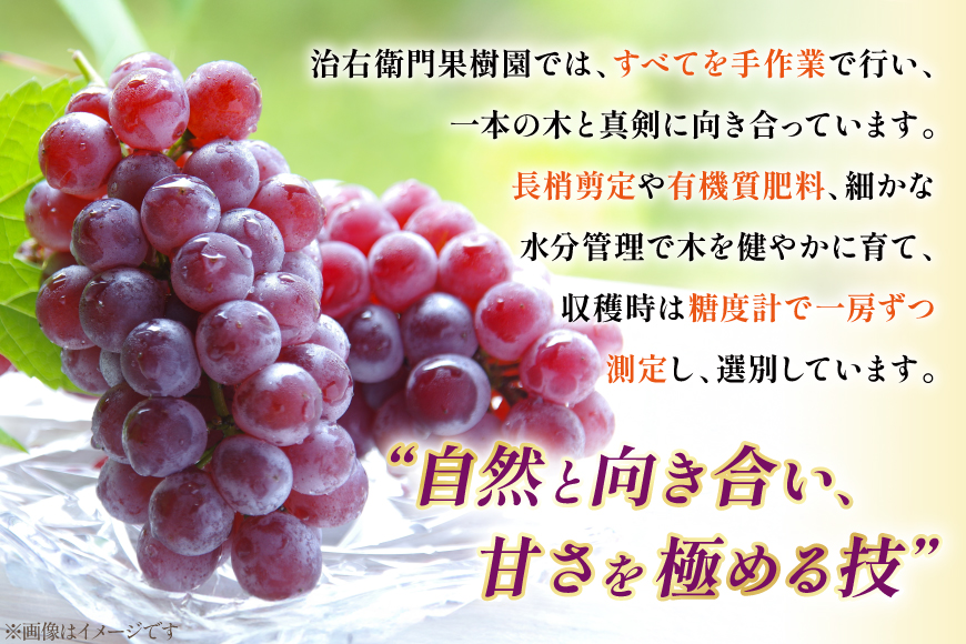 【期間限定発送】 ぶどう デラウェア 秀品 18〜21房 約3kg [治右衛門果樹園 山形県 高畠町 tk06ays830020] 種無し ブドウ 葡萄 くだもの 果物 フルーツ 産地直送 農家直送 期間限定 甘い 種なし