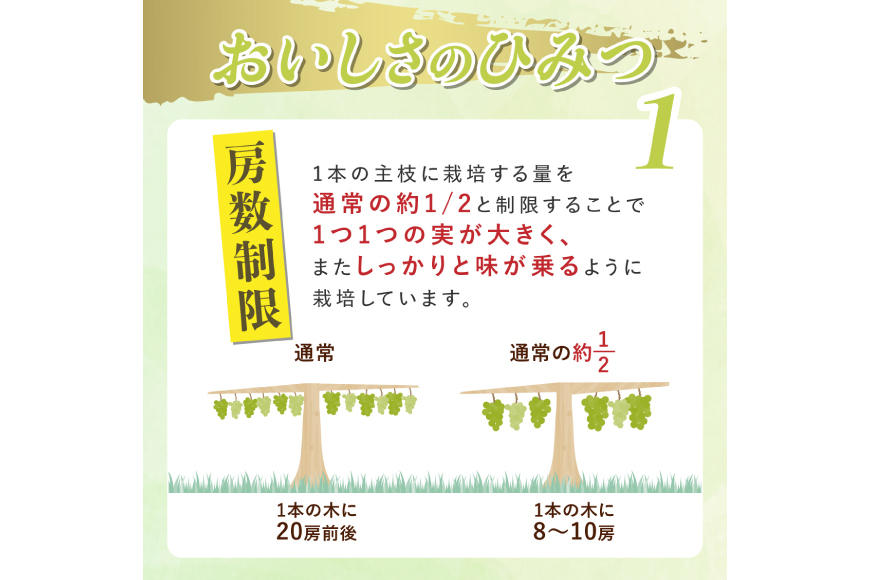 【期間限定発送】 訳あり シャインマスカット 2房 1.2kg [田制農園 山形県 高畠町 tk06ayt230011] ぶどう ブドウ 葡萄 マスカット フルーツ 果物 くだもの 産地直送 農家直送