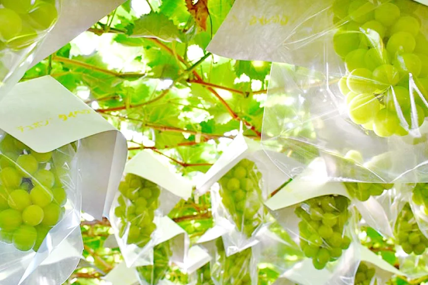 【期間限定発送】 シャインマスカット 3〜4房 満杯詰め 約2kg [本田農園 山形県 高畠町 tk06ays820002] ぶどう ブドウ 葡萄 マスカット 大粒 粒 つぶ ツブ 種なし 果物 くだもの フルーツ 2キロ 箱入り