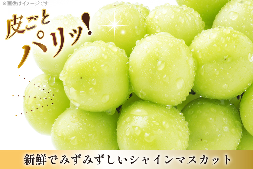【期間限定発送】 シャインマスカット 6〜8房 満杯詰め 約4kg [本田農園 山形県 高畠 tk06ays820005] シャイン マスカット 葡萄 果物 くだもの 2キロ 箱入り×2箱