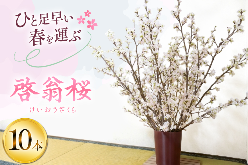 【期間限定発送】 桜 啓翁桜 10本 [長澤農園 山形県 高畠町 tk06bis330003] さくら SAKURA 春 早咲き
