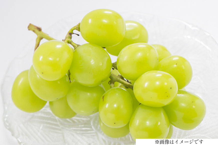 【期間限定発送】 ぶどう クリスマス シャインマスカット 1房 約700g [大野農園 山形県 高畠町 tk06ayt050005] ぶどう ブドウ 葡萄 マスカット 大粒 果物 くだもの フルーツ