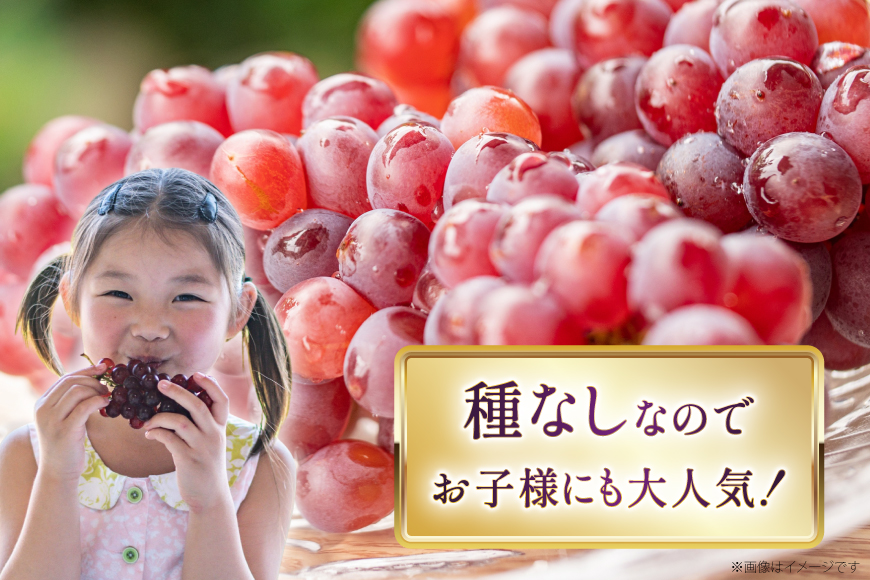 【期間限定発送】 ぶどう デラウェア 約9〜16房 約2kg [齋藤ファーム 山形県 高畠町 tk06bnv890000] 種無し ブドウ 葡萄 くだもの 果物 フルーツ 産地直送 農家直送 果実 デザート 甘い