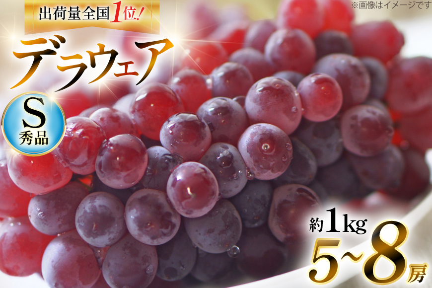 【期間限定発送】 デラウェア 秀品 5〜8房 約 1kg [治右衛門果樹園 山形県 高畠町 tk06ays830010] ぶどう 種無し ブドウ 葡萄 くだもの 果物 フルーツ 産地直送 農家直送 期間限定 甘い