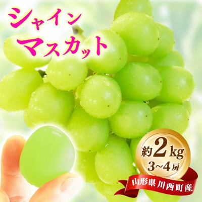 【先行予約】令和8年産 シャインマスカット 約2kg(3房〜4房)【配送不可地域：離島】【1721854】