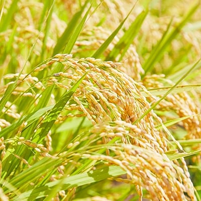 令和7年産　山形県産　つや姫・雪若丸　計10kg【1144536】