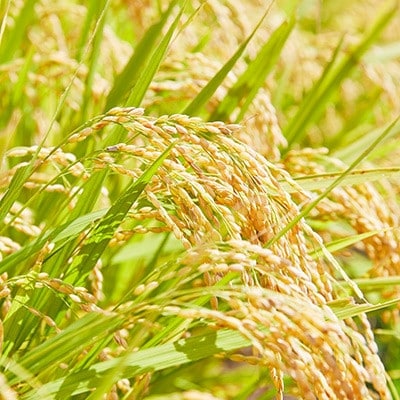 【毎月定期便】山形県産特別栽培米「つや姫」5kg(5kg×1袋)全3回【4076718】