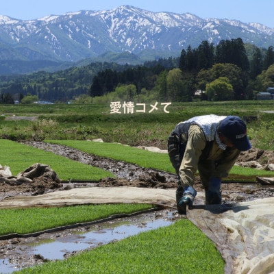 令和7年産 コンクール受賞農家直送 山形県産つや姫10kg【浦田農園 むすび米】【1580609】