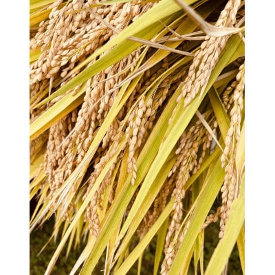 令和7年特別栽培米　農薬化学肥料栽培期間中不使用つや姫YAMAZUTO　玄米30kg【1668049】