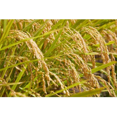 令和7年産　山形県産　つや姫　無洗米　10kg(5kg×2)【1746689】