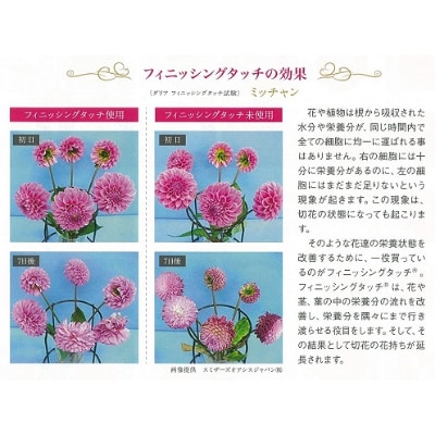 ダリア切花　大輪〜超巨大輪(約24cm〜30cm前後)5〜10本　8月下旬〜11月上旬出荷予定【配送不可地域：離島】【1244699】