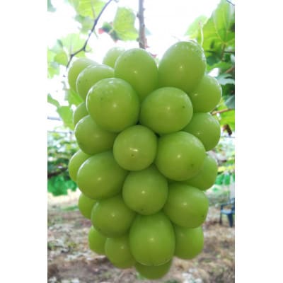 【先行予約】令和8年産 シャインマスカット 約2kg(3房〜4房)【配送不可地域：離島】【1721854】
