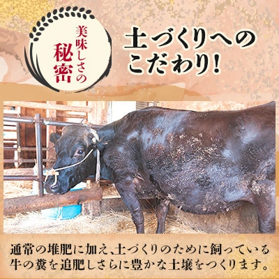 【令和7年産】山形県産 特別栽培米 つや姫 精米 20kg(10kg×2) なおちゃんファームのお米【1707057】