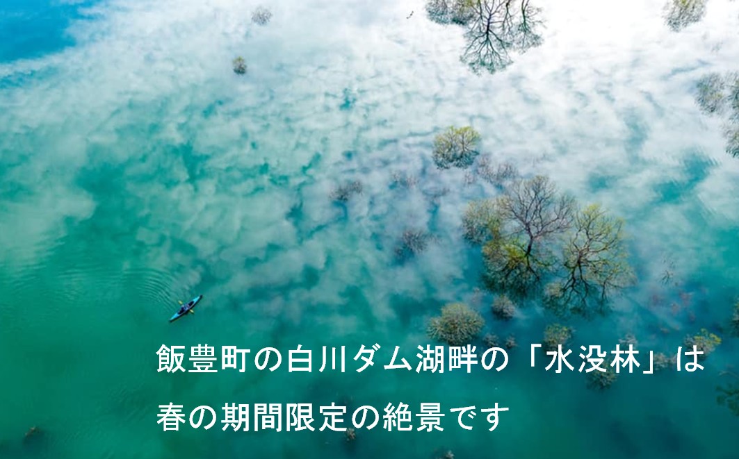 絶景 水没林カヌーツアー（2名様）癒しの自然満喫アクティビティ【フォトジェニックスポット】