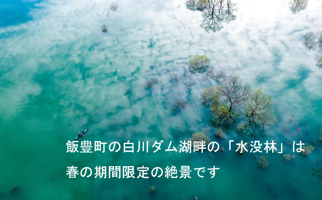 絶景 水没林カヌーツアー（1名様） 癒しの自然満喫アクティビティ【フォトジェニックスポット】